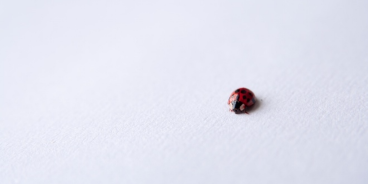 A ladybird